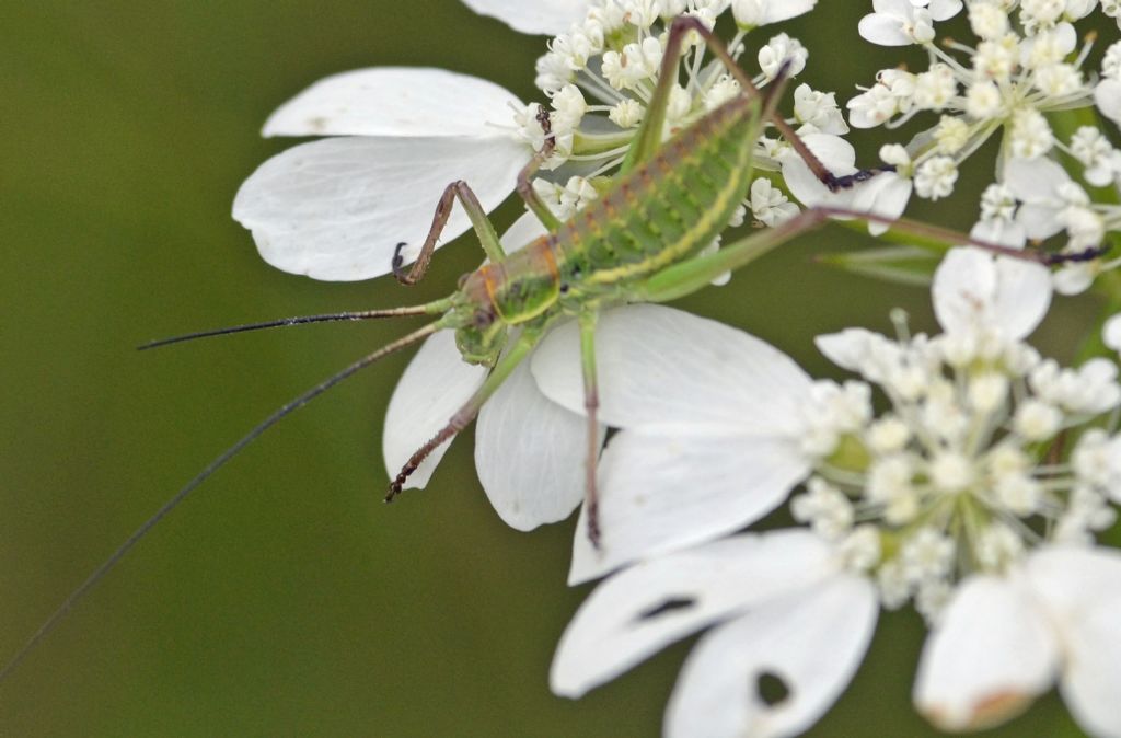 Ephippiger sp.,  giovane femmina (Bradyporidae)